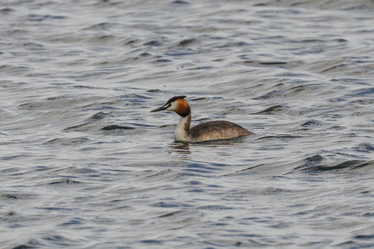 Great Crested Grebe - Tommy Pedersen