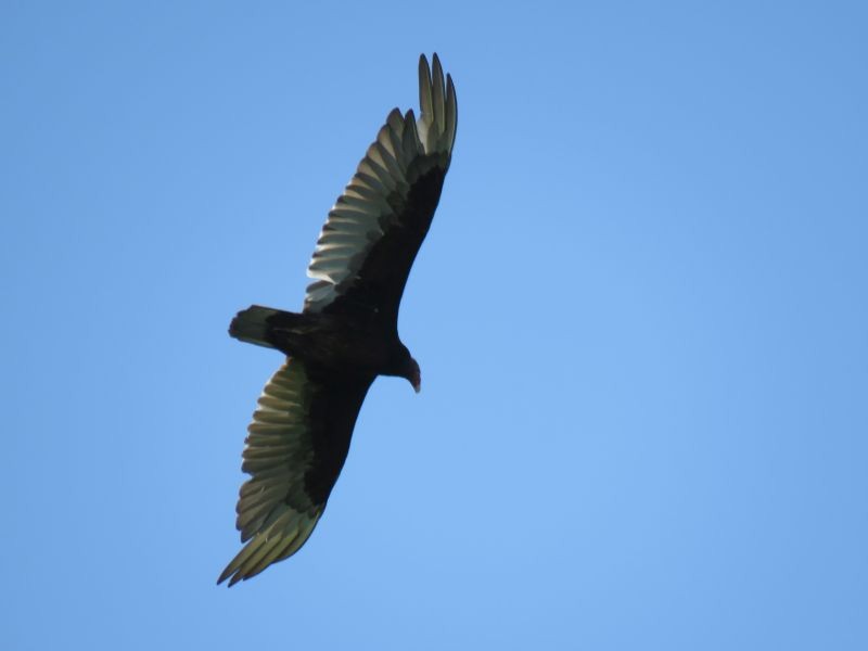 Turkey Vulture - Tracy The Birder