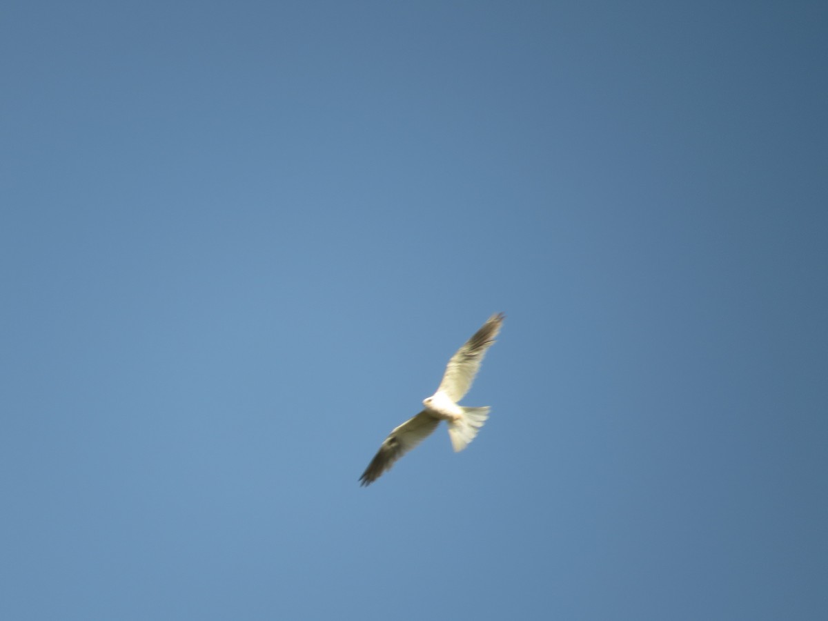 White-tailed Kite - ML162701711