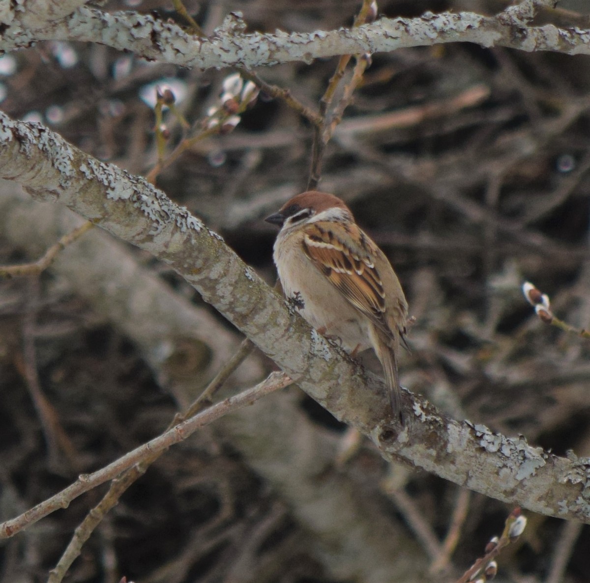 Eurasian Tree Sparrow - Gregory Bryan
