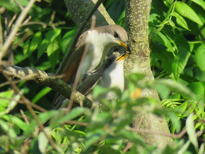 Yellow-billed Cuckoo - Tracy The Birder