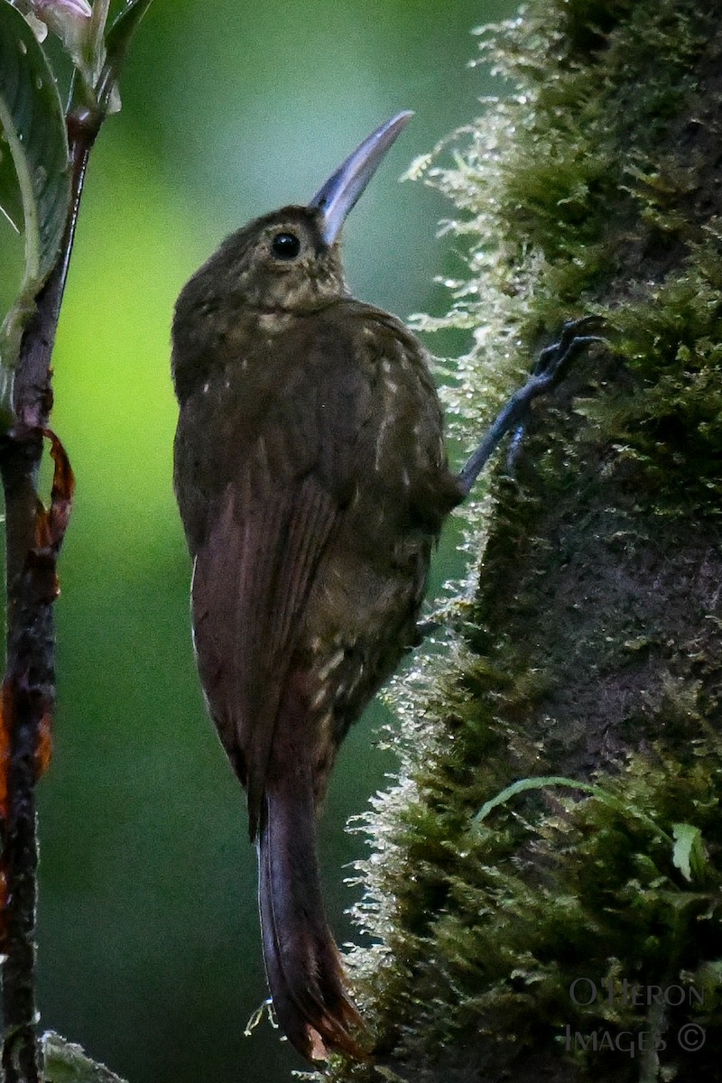 Spotted Woodcreeper - ML162705831