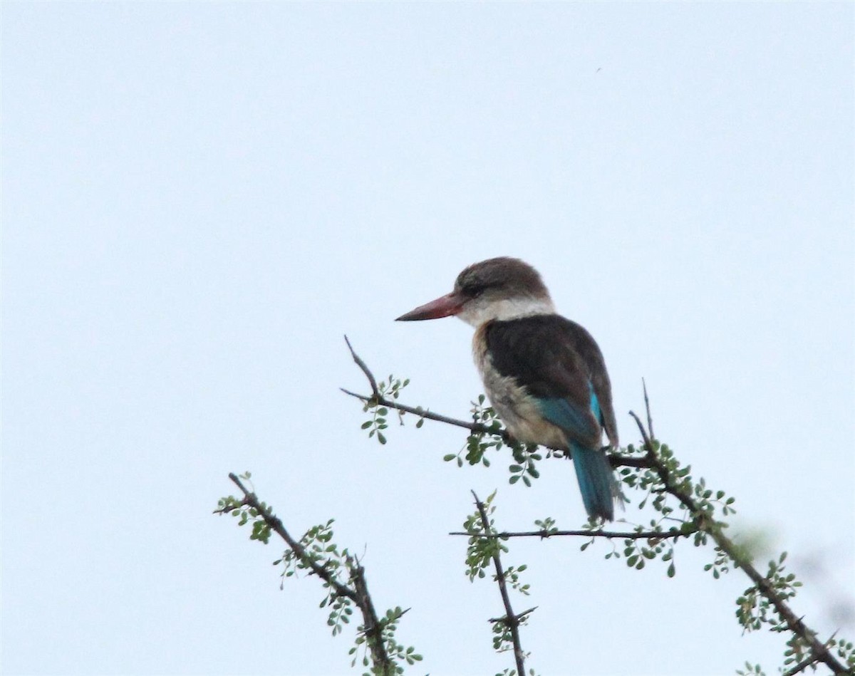 Brown-hooded Kingfisher - H. Resit Akçakaya