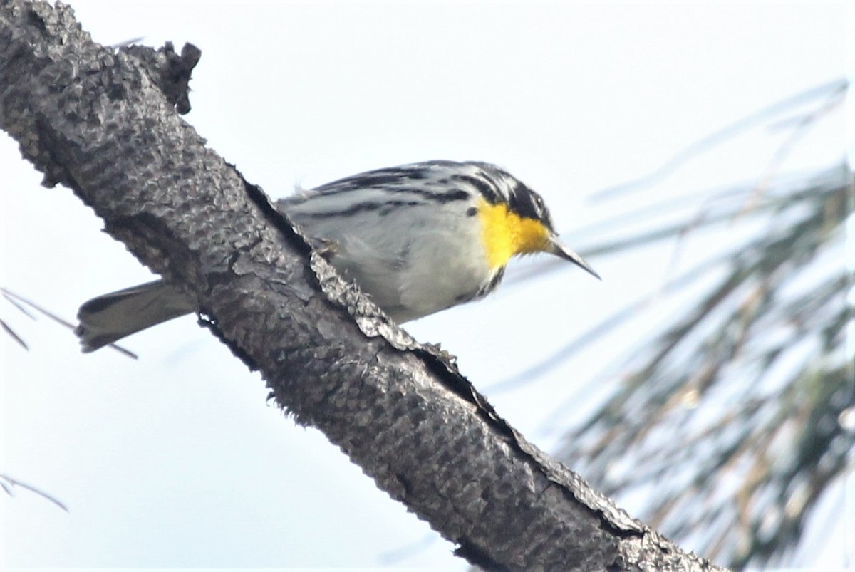 Yellow-throated Warbler - Lydia Friedland