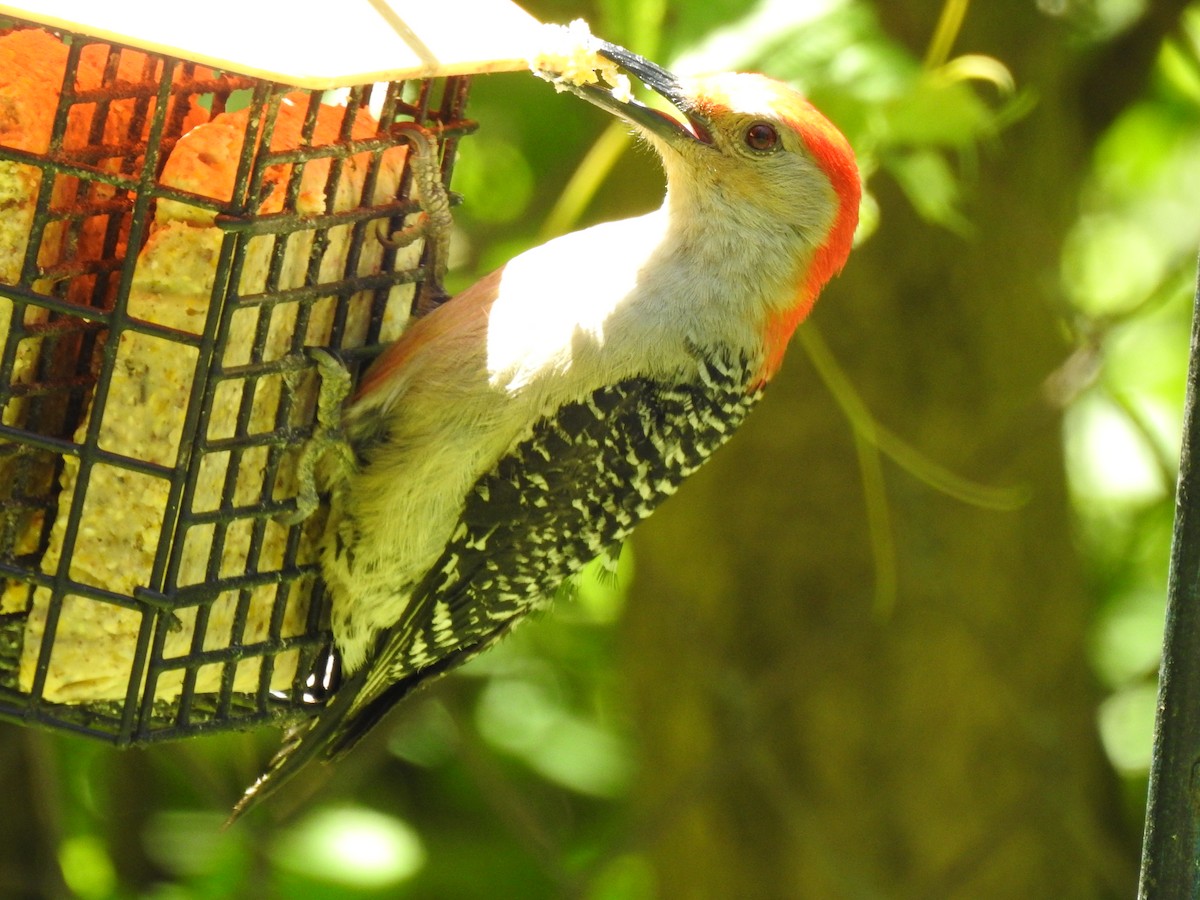 Red-bellied Woodpecker - Cynthia Norris