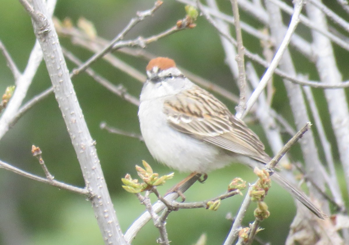 Chipping Sparrow - Byron Greco