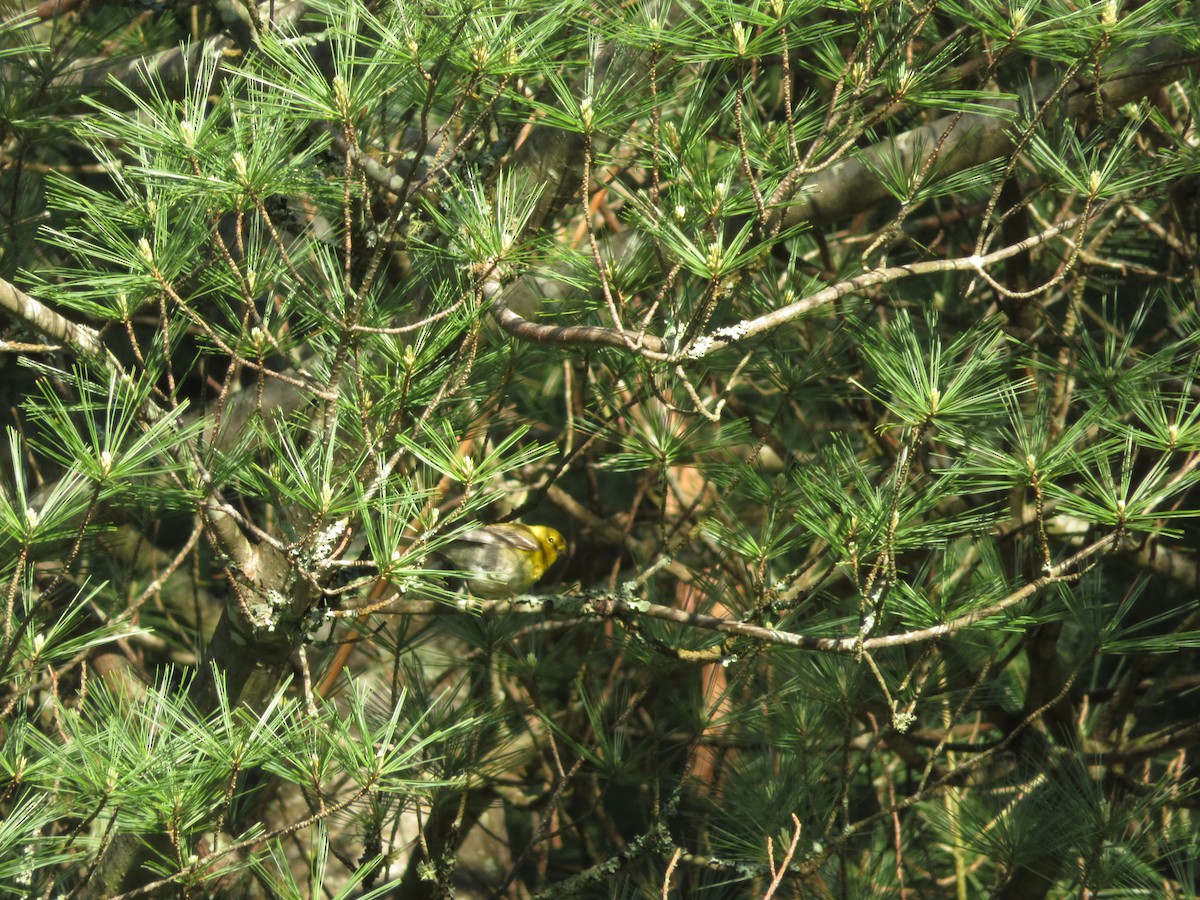 Pine Warbler - ML162715241
