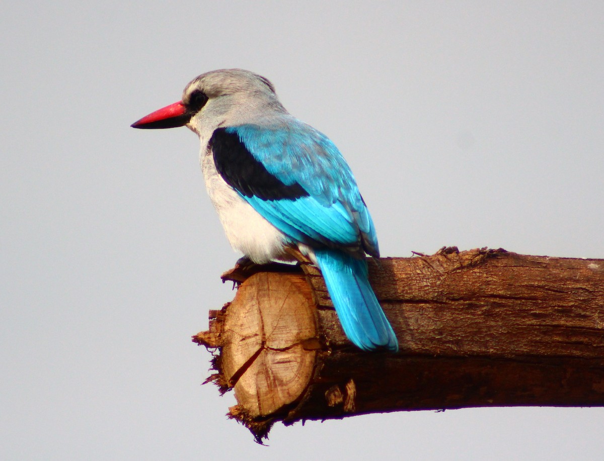 Woodland Kingfisher - Sudhir Herle