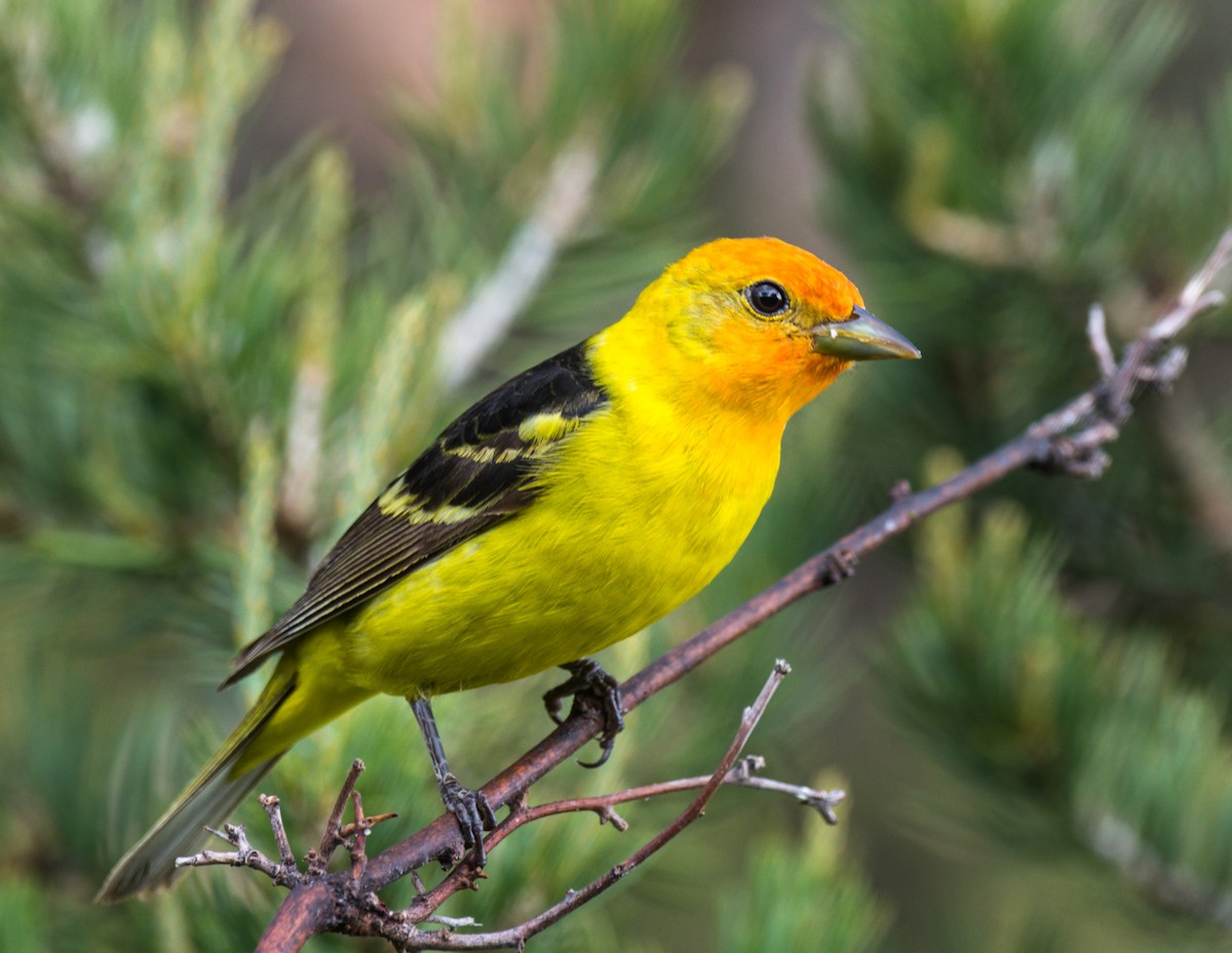 Western Tanager - ML162721221