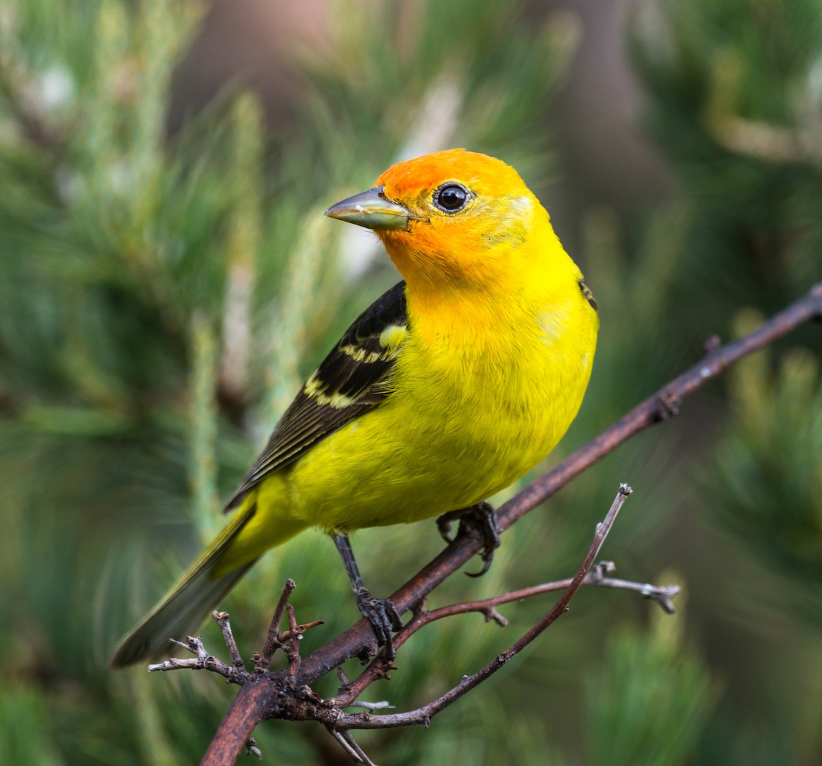 Western Tanager - ML162721241