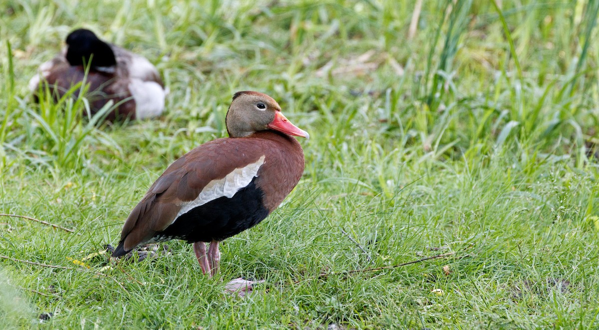 Black-bellied Whistling-Duck (fulgens) - Larry Van Brunt