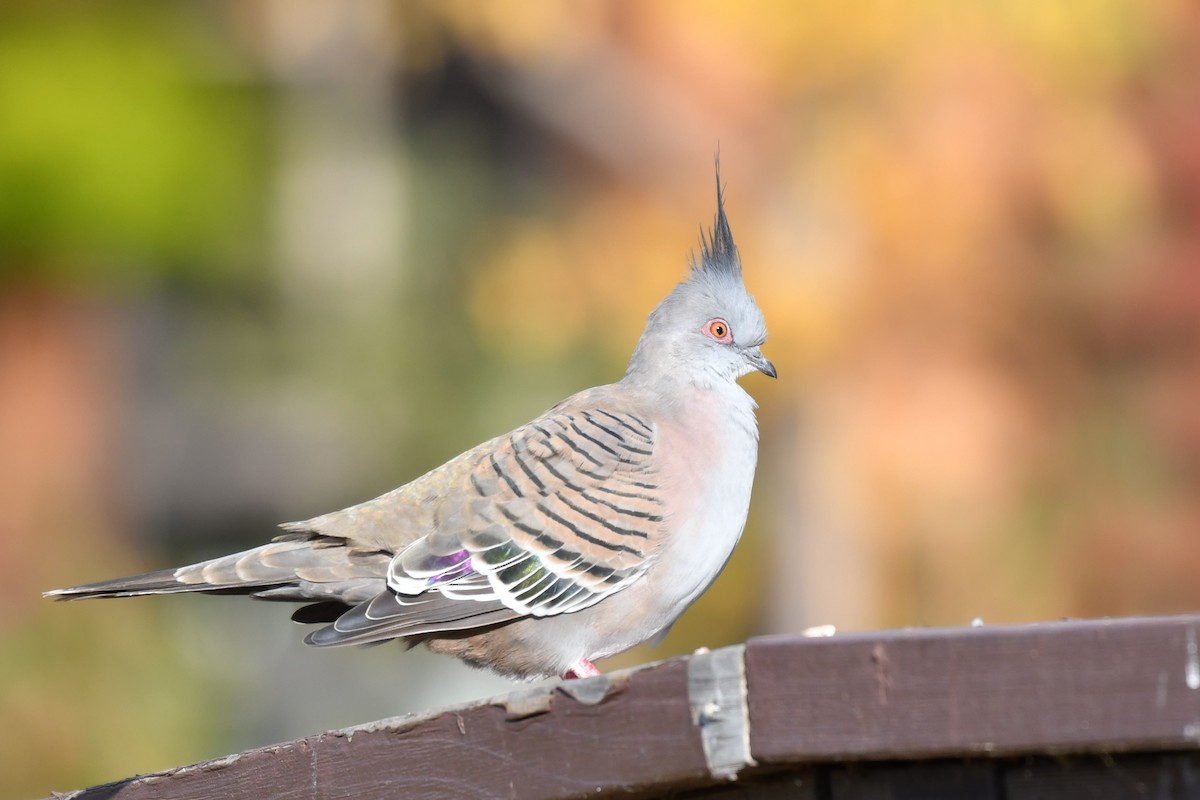 Crested Pigeon - ML162727891
