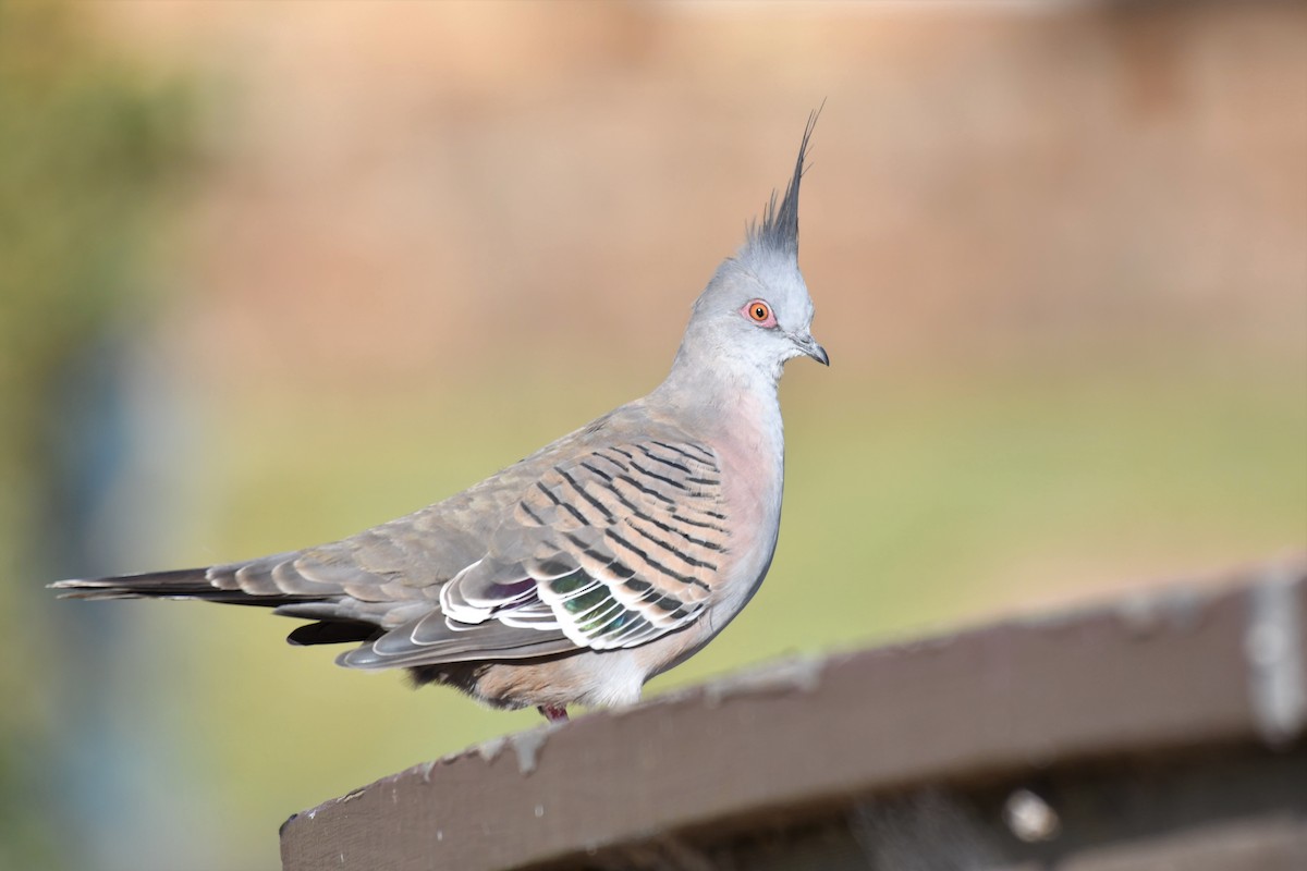 Crested Pigeon - ML162727901