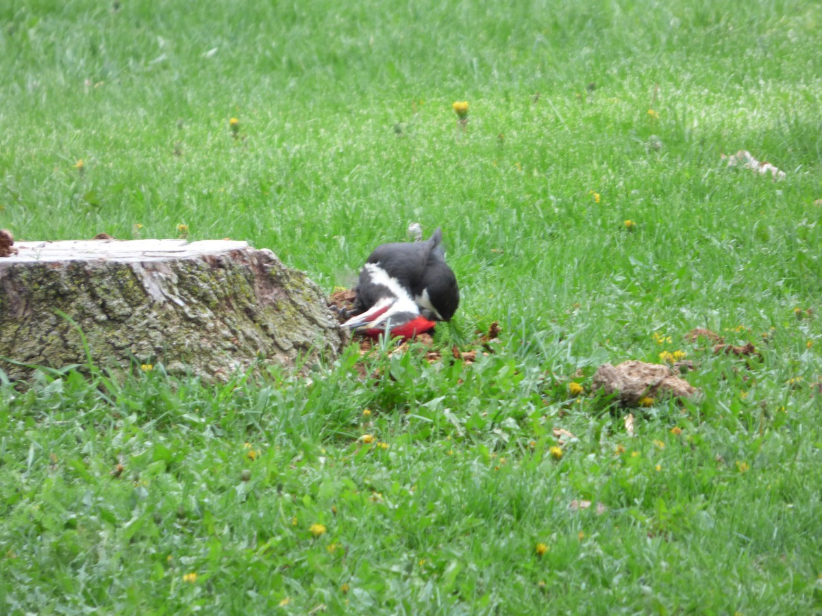 Pileated Woodpecker - ML162727941