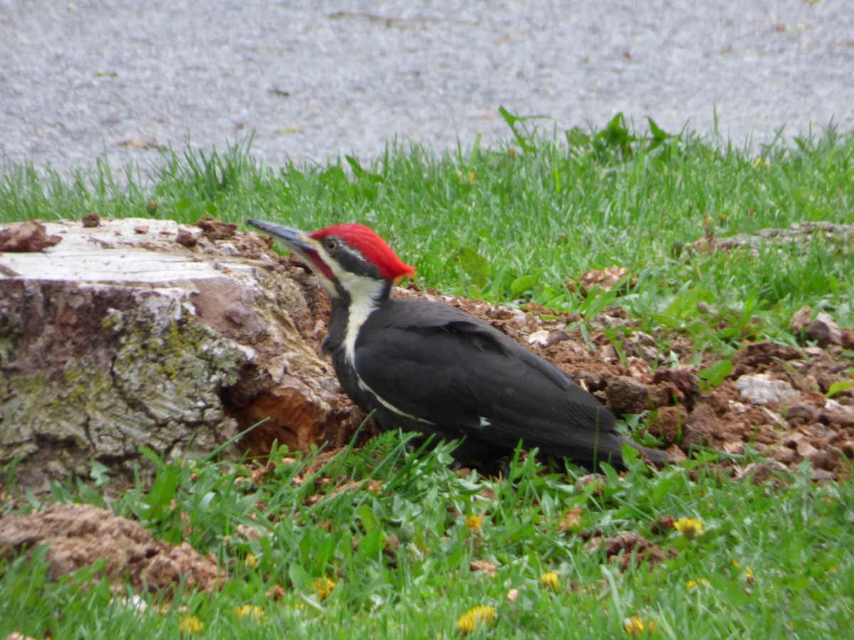 Pileated Woodpecker - ML162727951