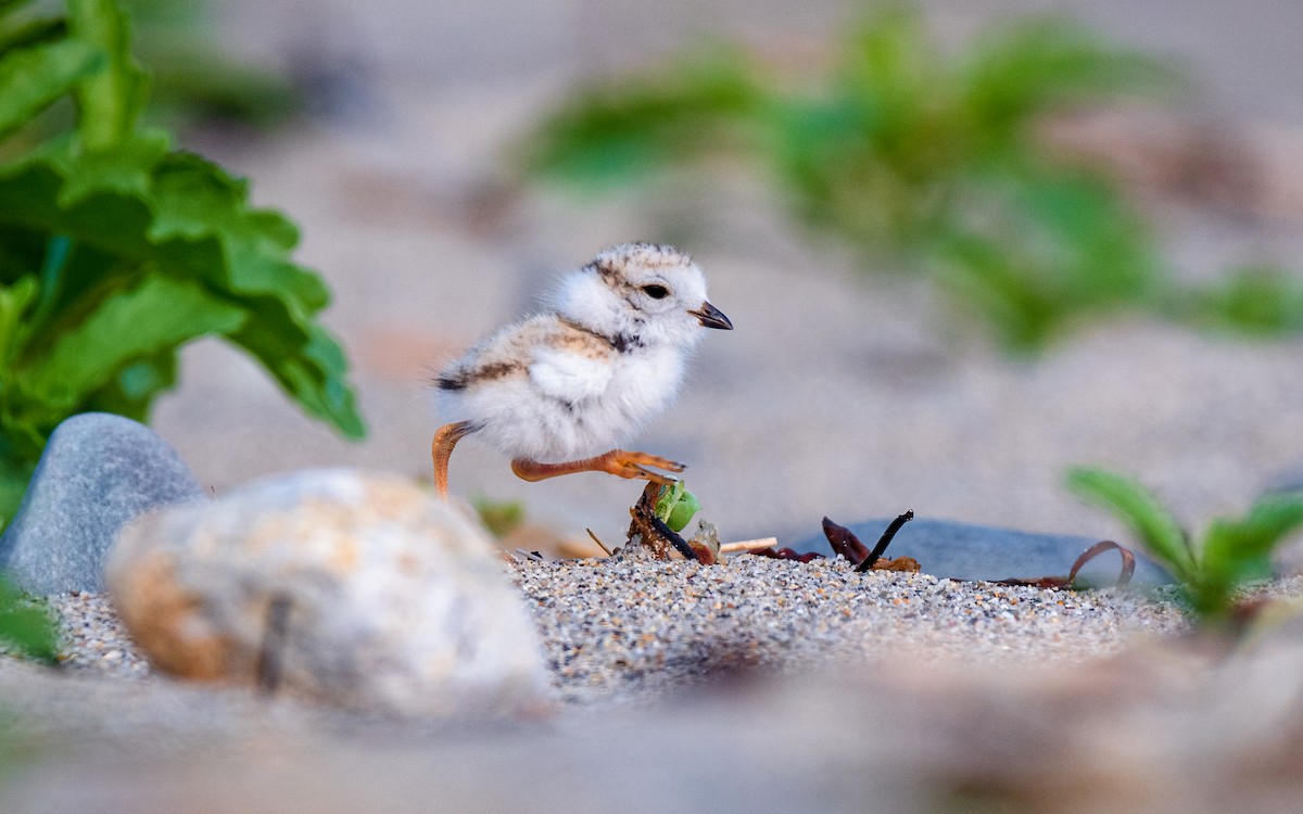 Piping Plover - Kyle Tansley