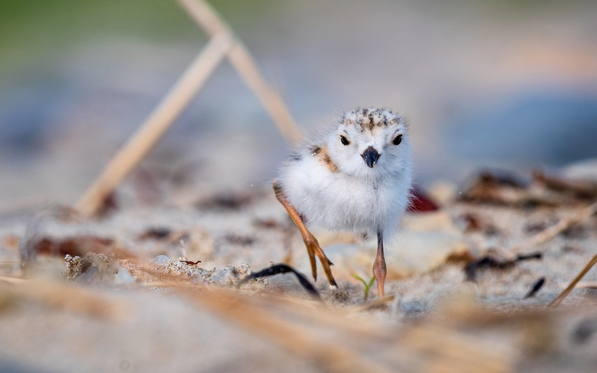 Piping Plover - ML162729411
