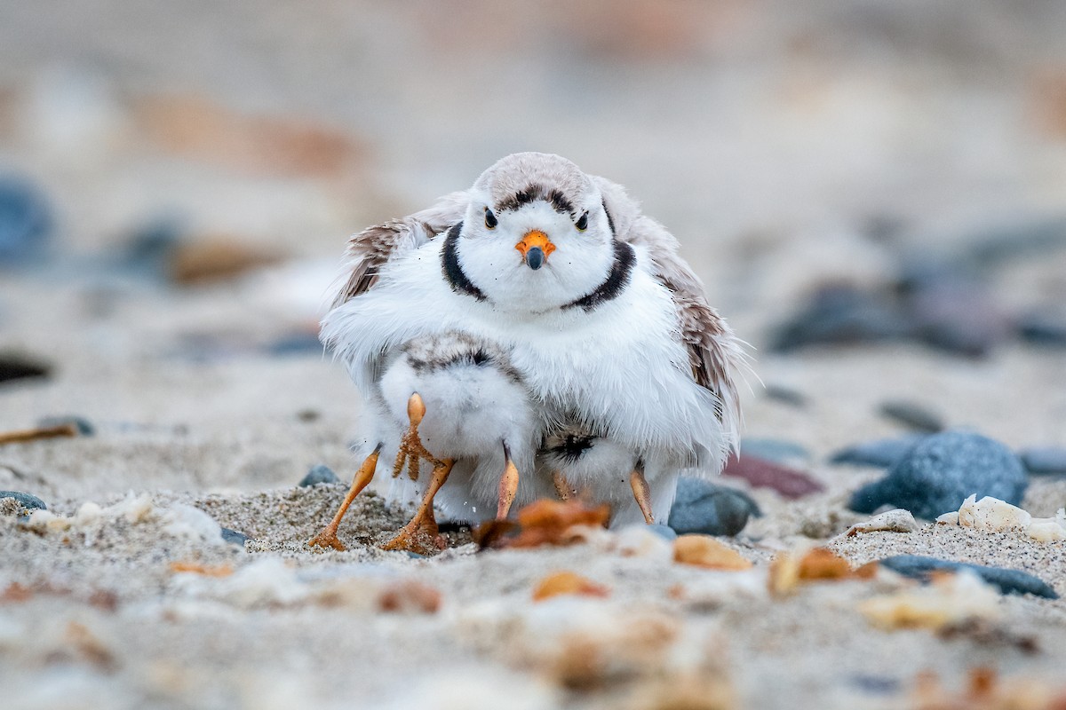 Piping Plover - ML162729421