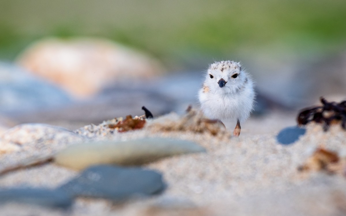 Piping Plover - ML162729471