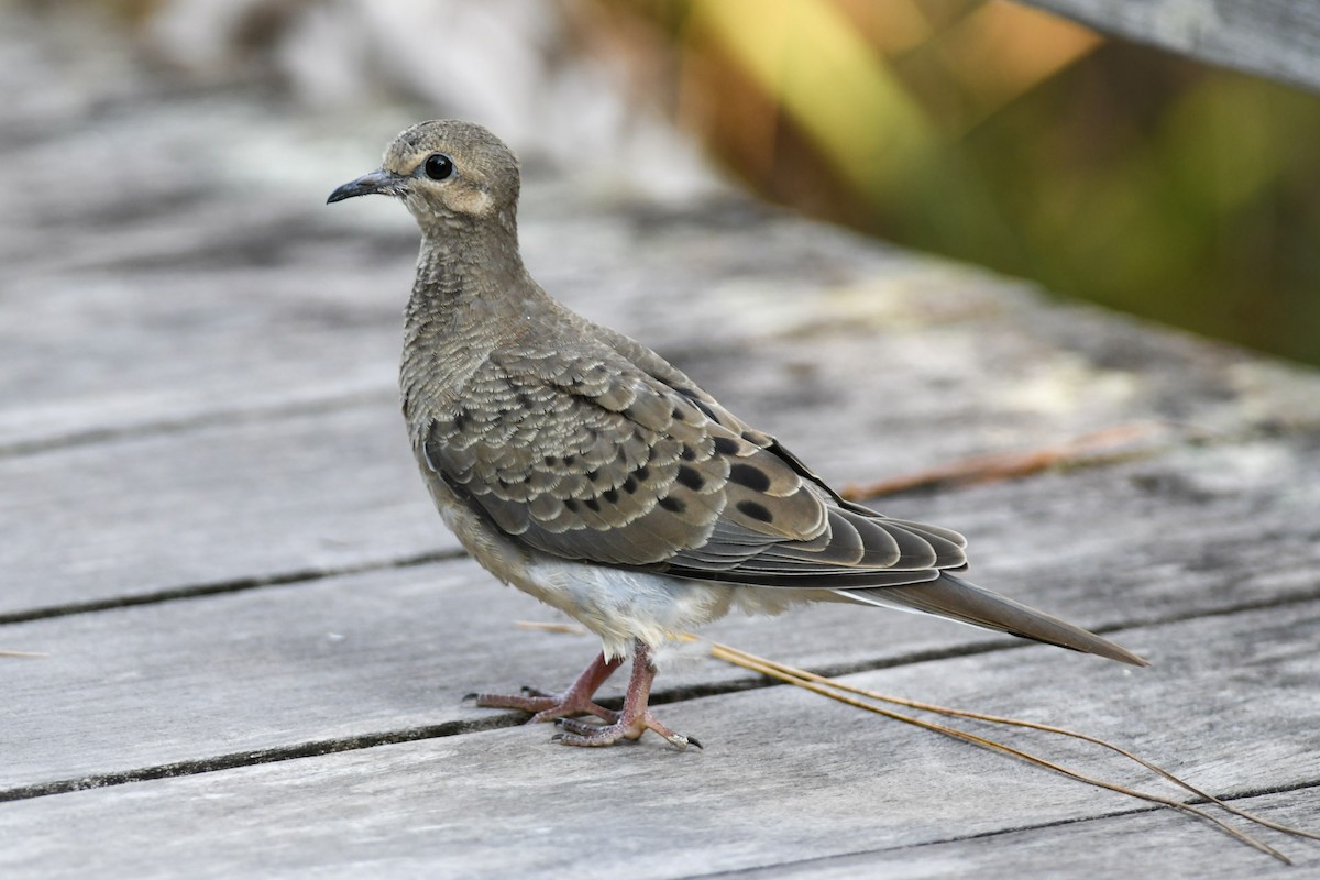 Mourning Dove - Mike Charest