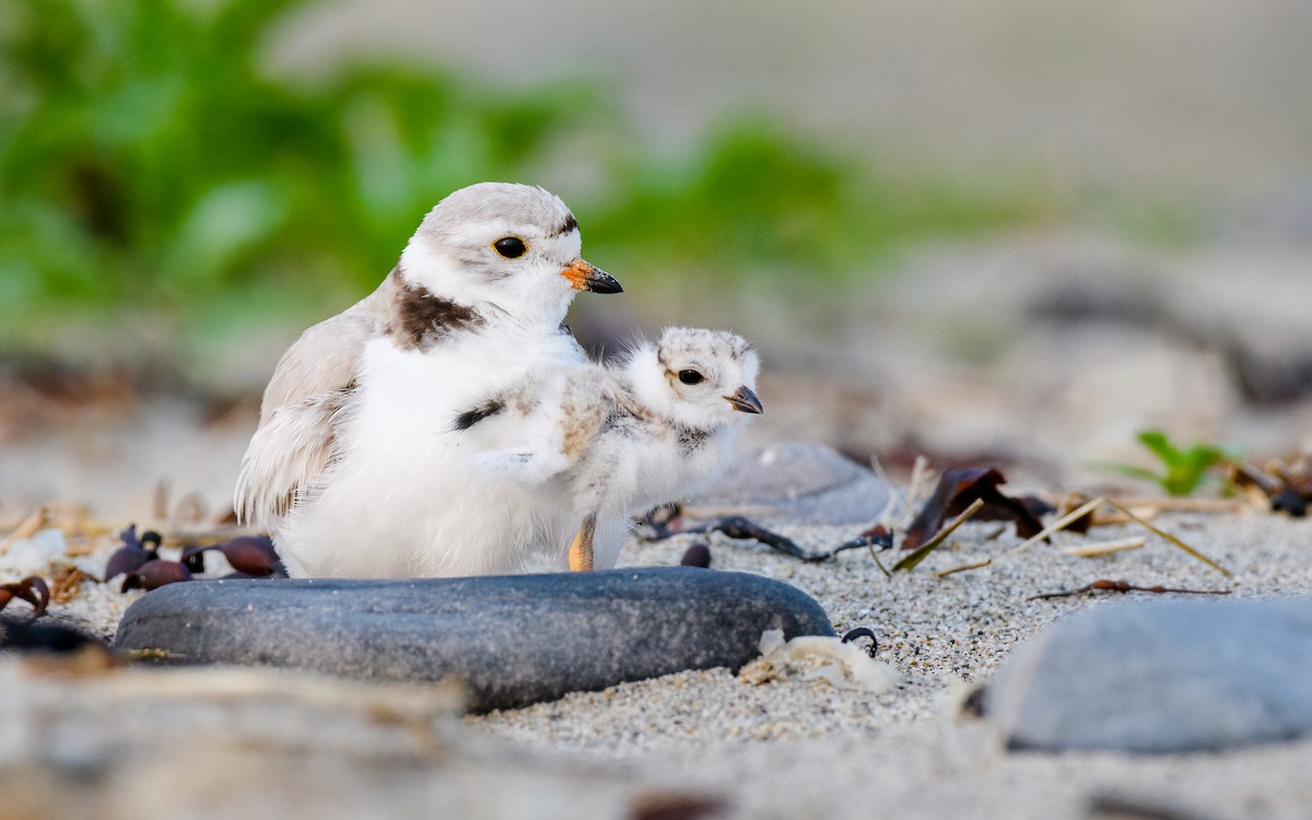 Piping Plover - Kyle Tansley