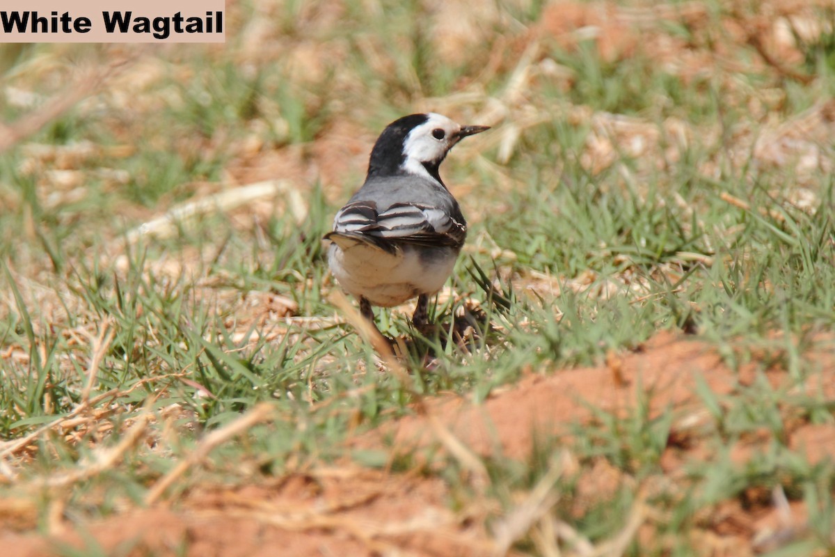 White Wagtail - Butch Carter