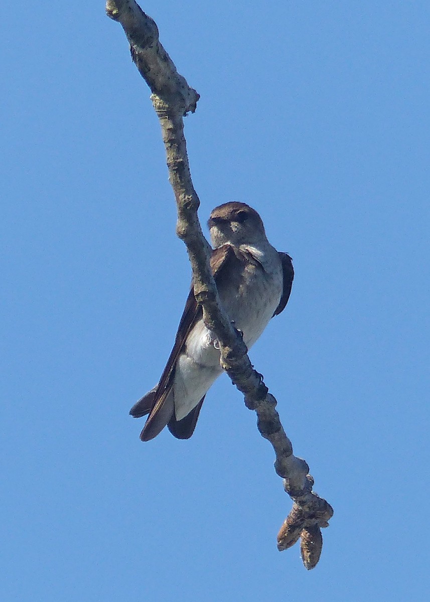 Northern Rough-winged Swallow - Sherman Suter