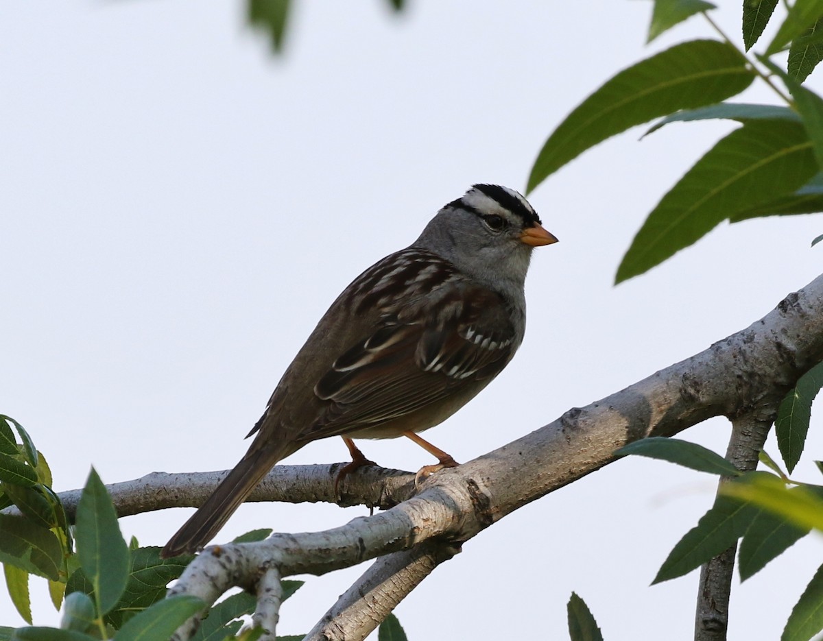 White-crowned Sparrow (Gambel's) - ML162739131