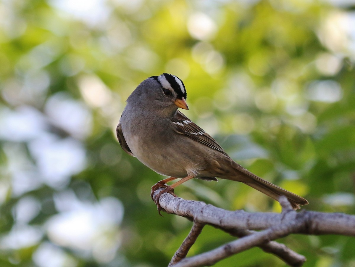 White-crowned Sparrow (Gambel's) - ML162739181
