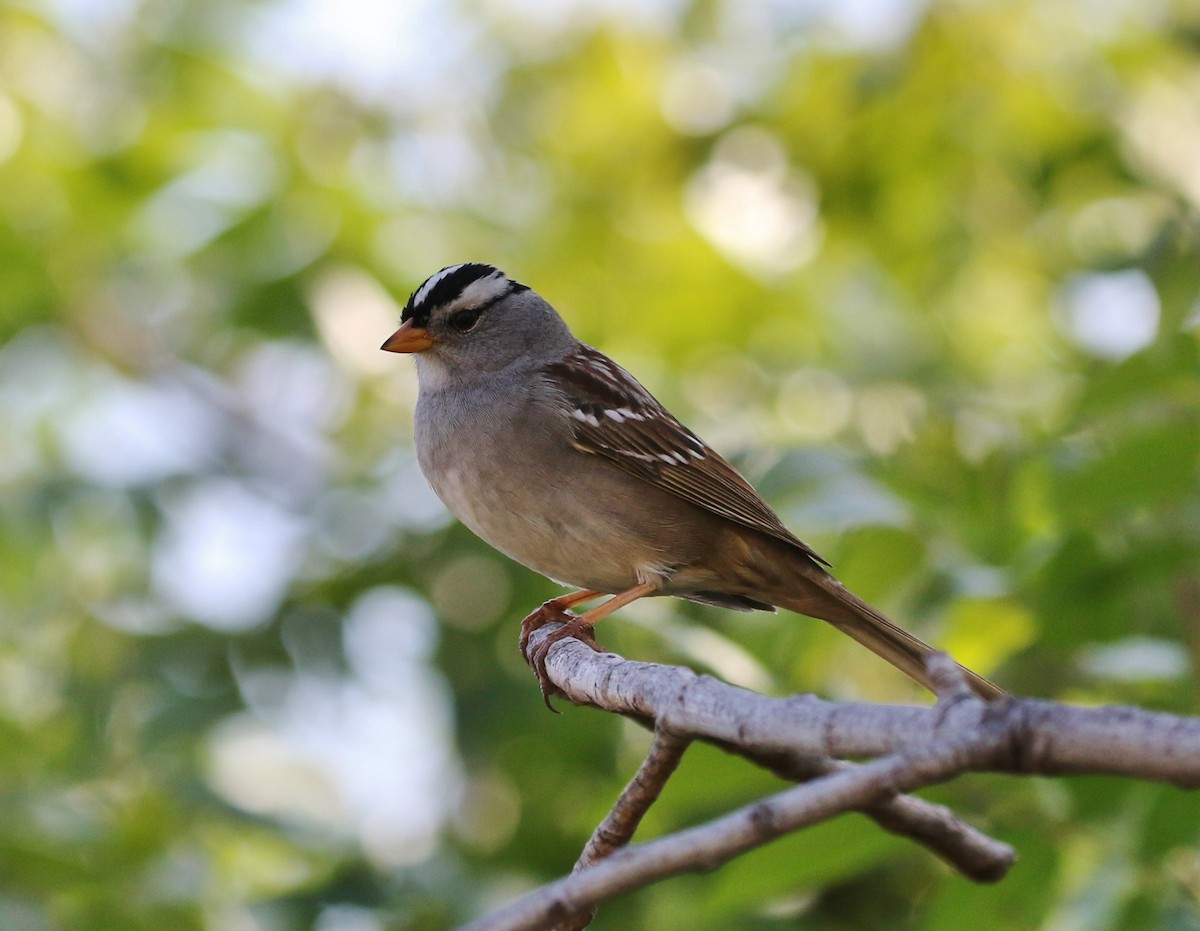 White-crowned Sparrow (Gambel's) - ML162739191