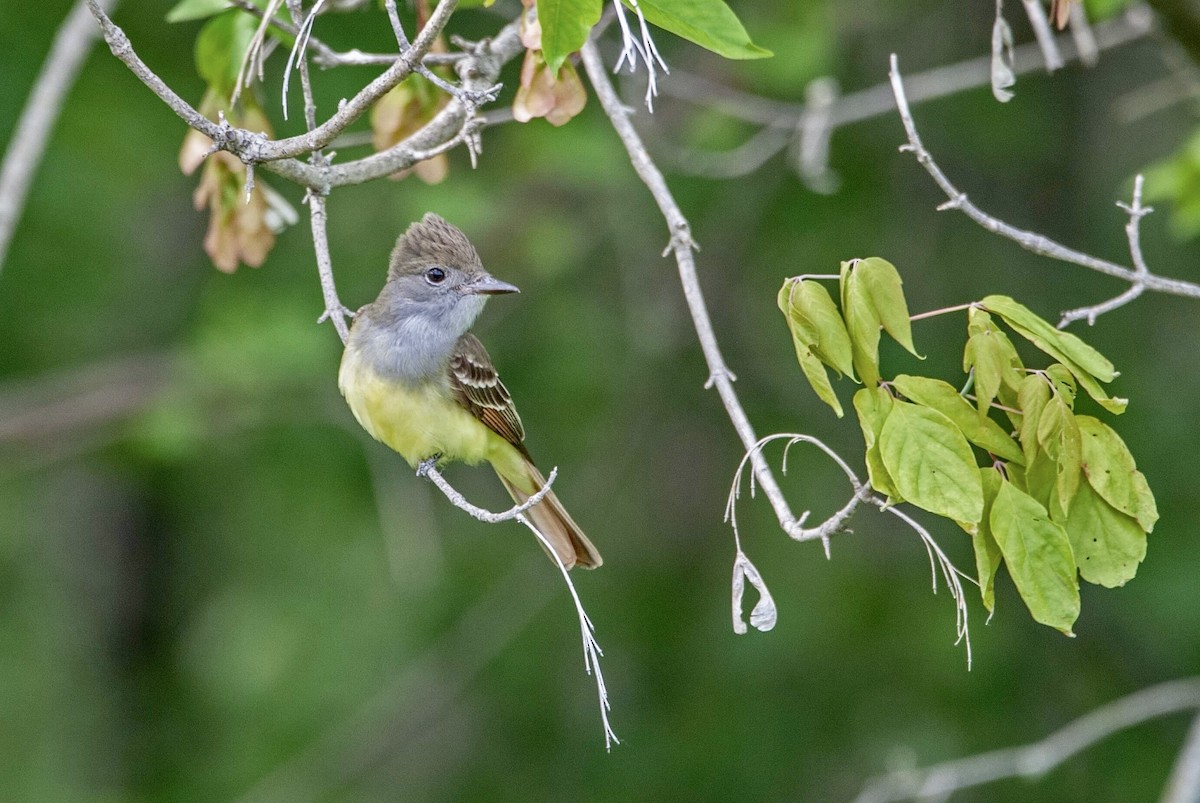 Great Crested Flycatcher - Andrew Simon