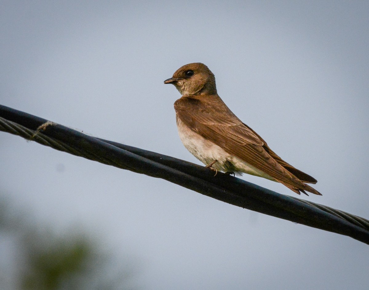 Northern Rough-winged Swallow - Susan Lanier