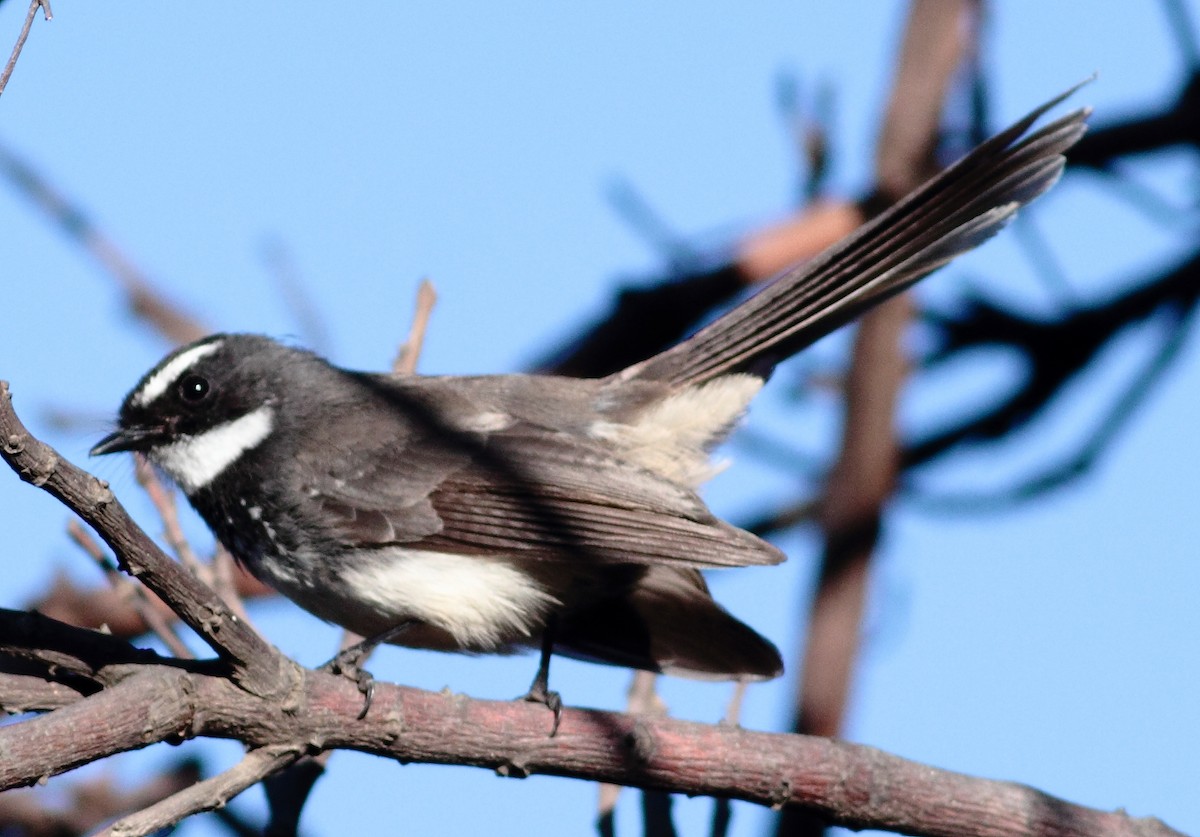 Spot-breasted Fantail - ML162747301