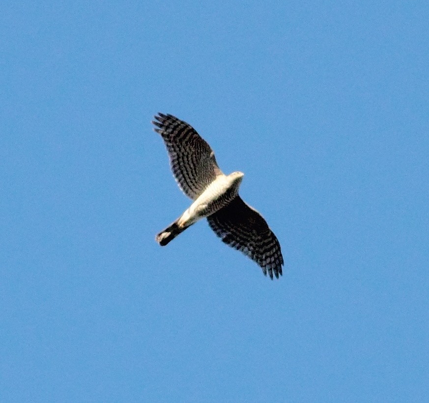 Eurasian Sparrowhawk - ML162747661