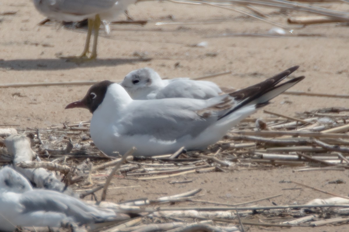 Mouette rieuse - ML162748221