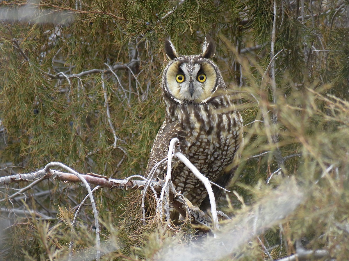 Long-eared Owl - Nick Ramsey