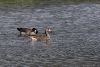 Greater White-fronted Goose, ML162751051