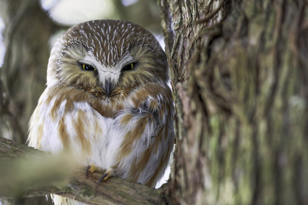 Northern Saw-whet Owl - Jack Starret