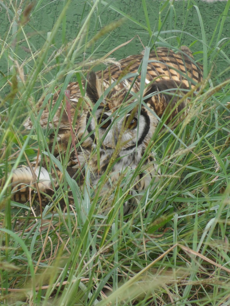 Striped Owl - Alberto Peña