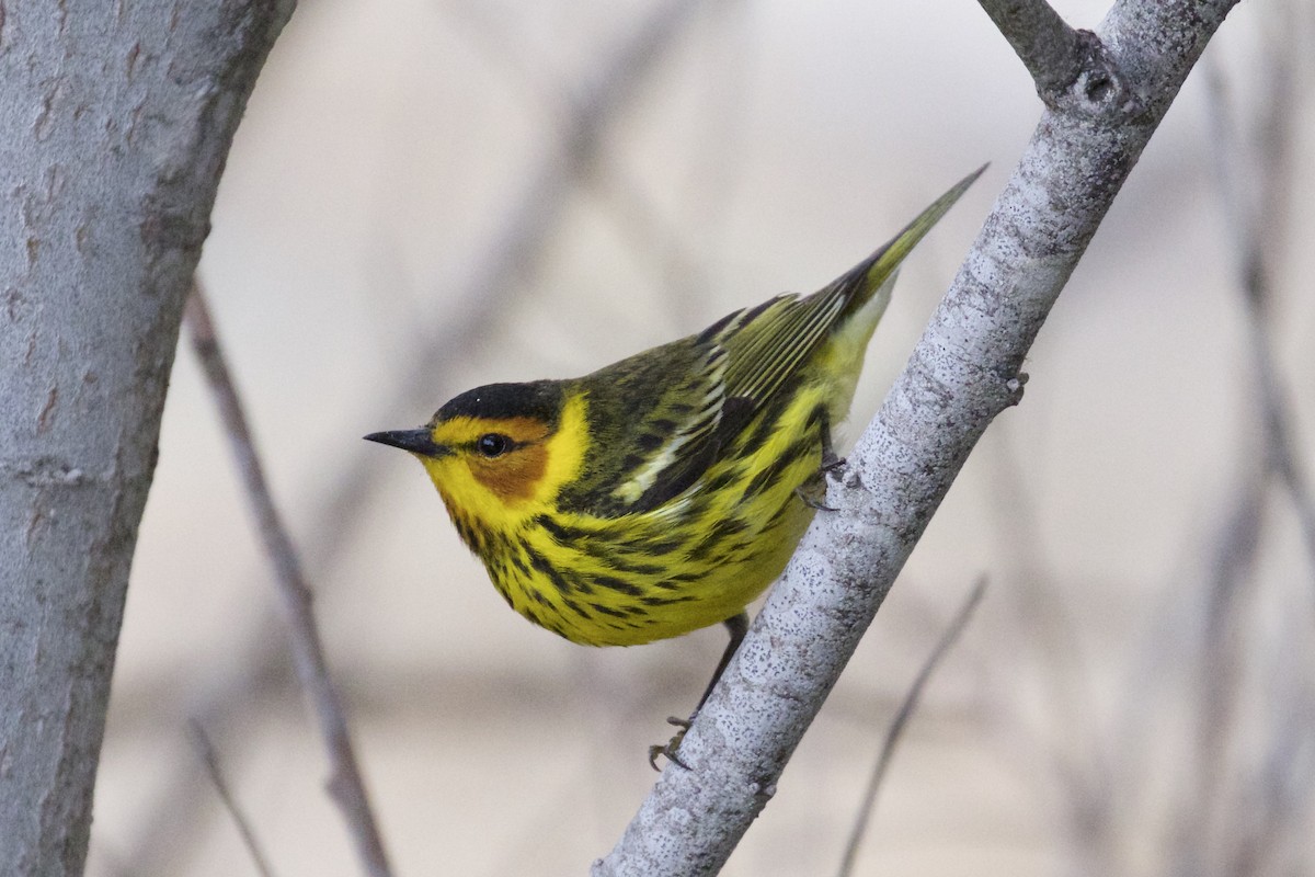 Cape May Warbler - Nicole Desnoyers