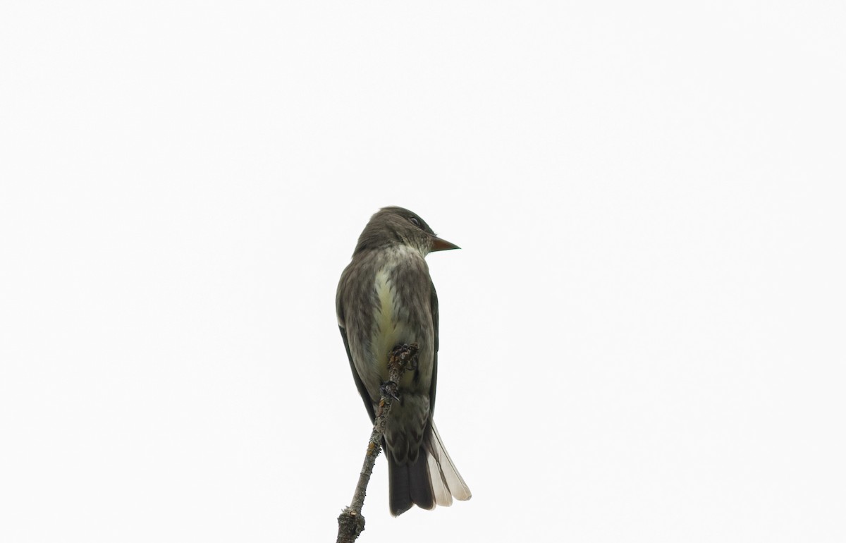 Olive-sided Flycatcher - Brenton Reyner