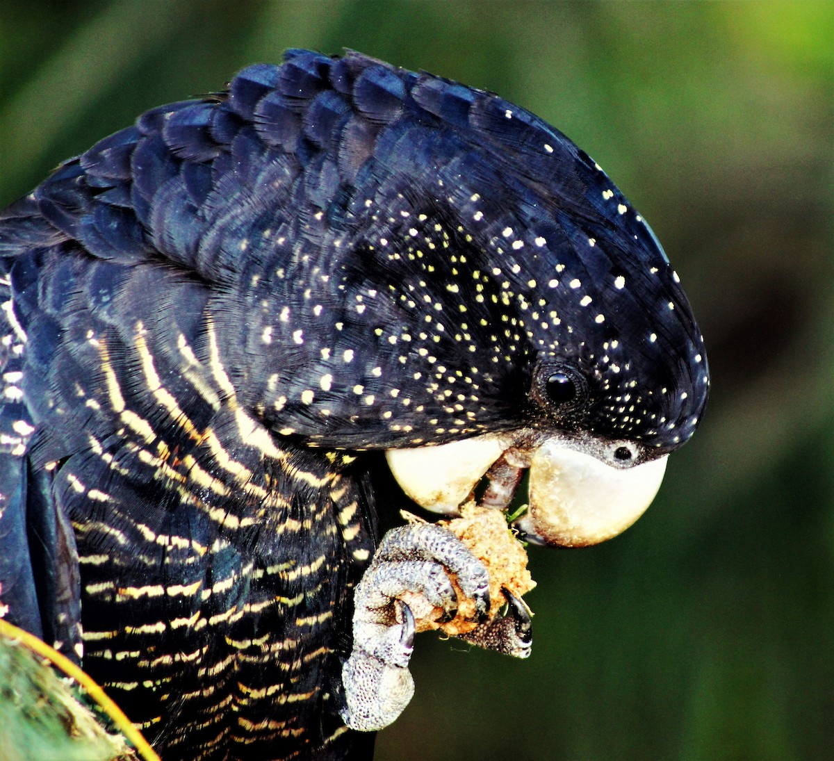 Red-tailed Black-Cockatoo - ML162757521