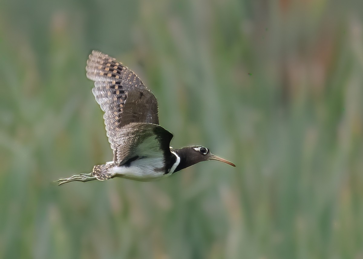 Greater Painted-Snipe - ML162757611