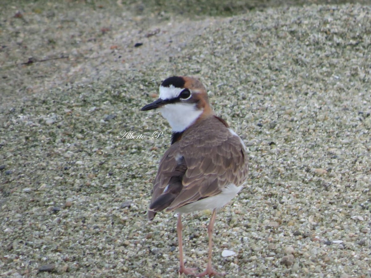 Collared Plover - ML162759161