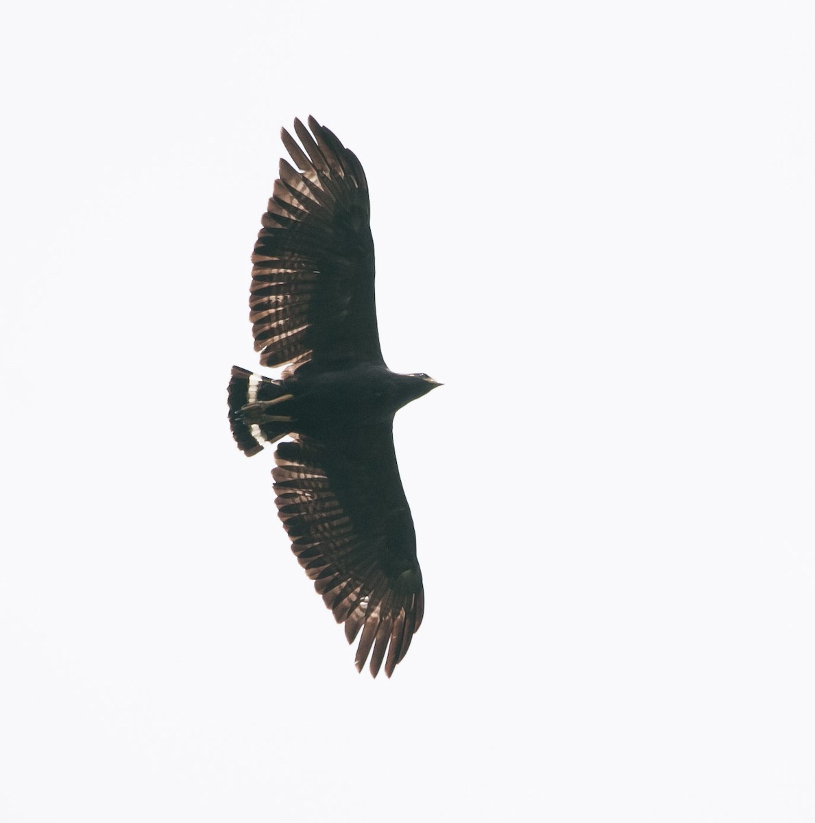 Solitary Eagle - Isaias Morataya