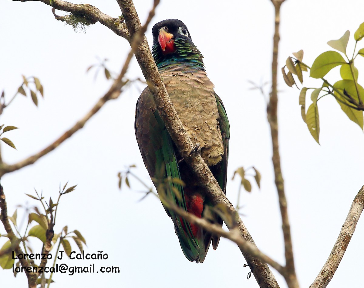 Red-billed Parrot - Lorenzo Calcaño