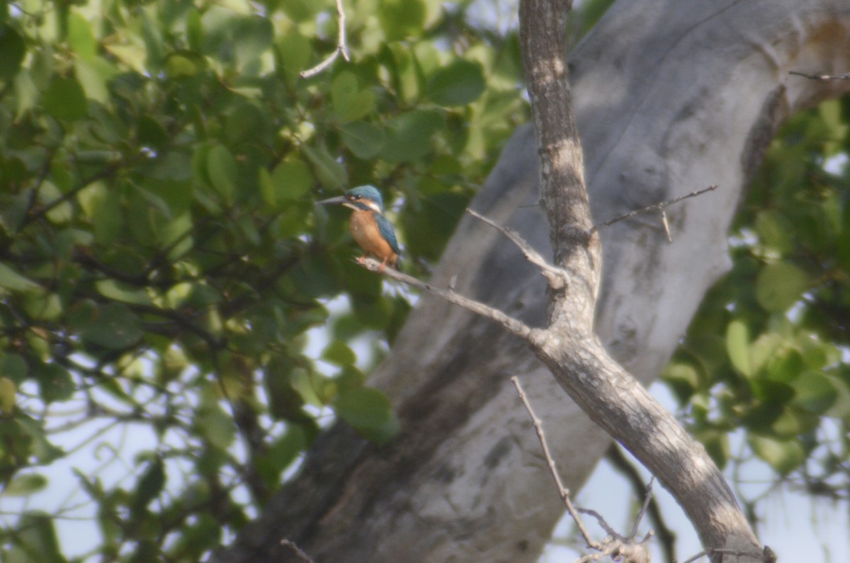 Common Kingfisher - Jafet Potenzo Lopes