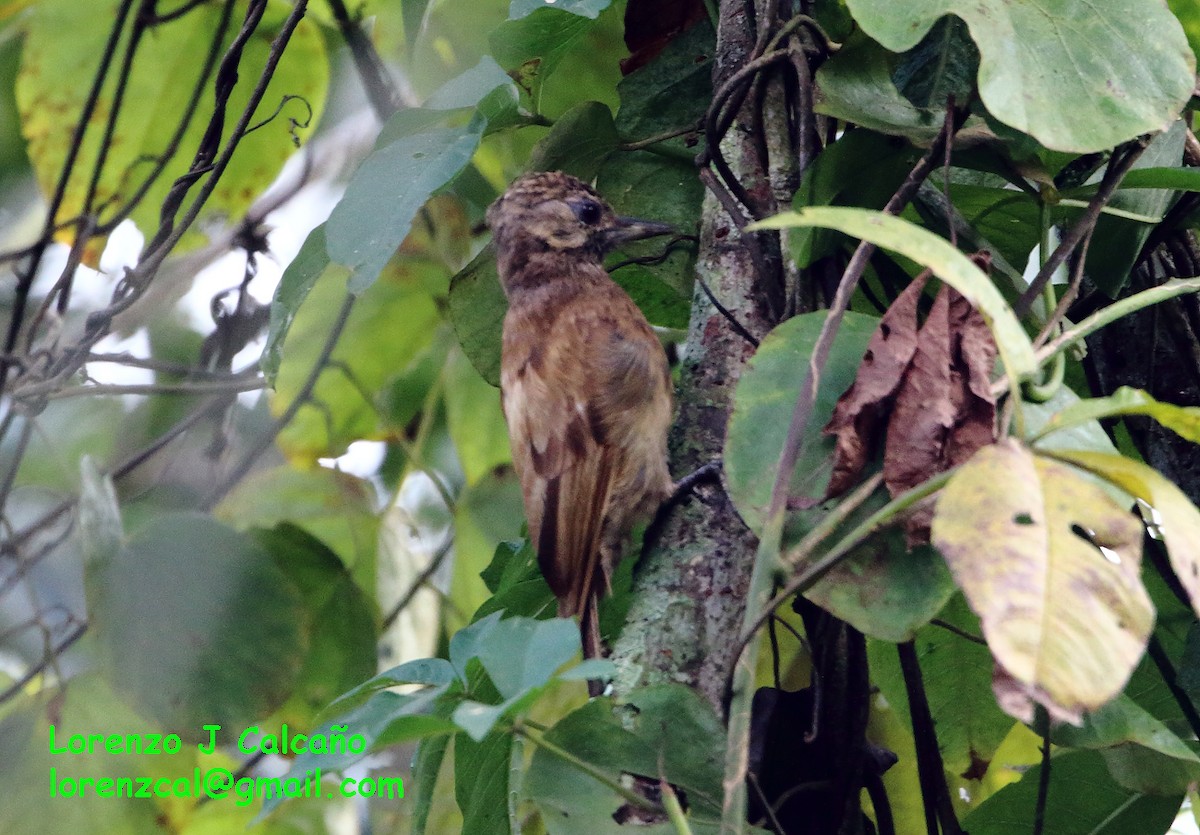 Smoky-brown Woodpecker - Lorenzo Calcaño