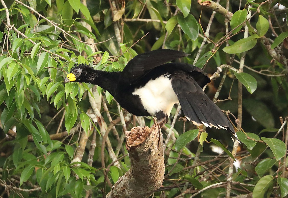 Bare-faced Curassow - ML162764011