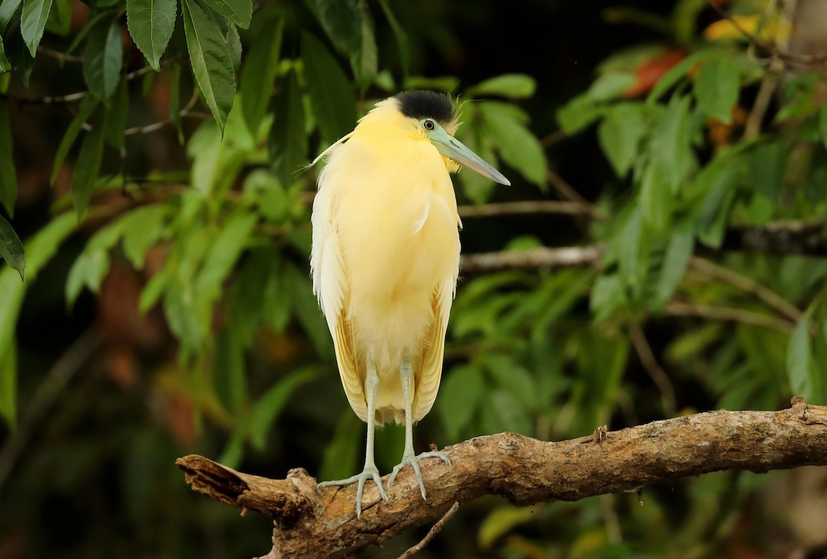 Capped Heron - Ly Lan Le Do